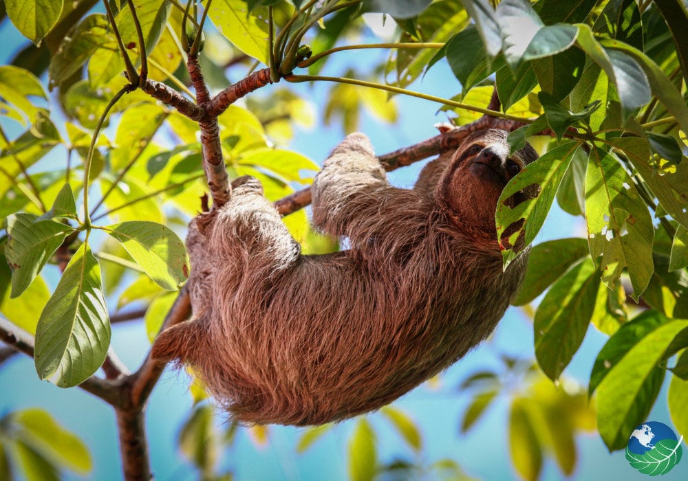 Manuel Antonio - foto 2