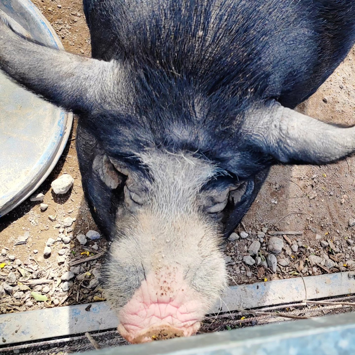 Ponderosa Adventure Park - foto 2