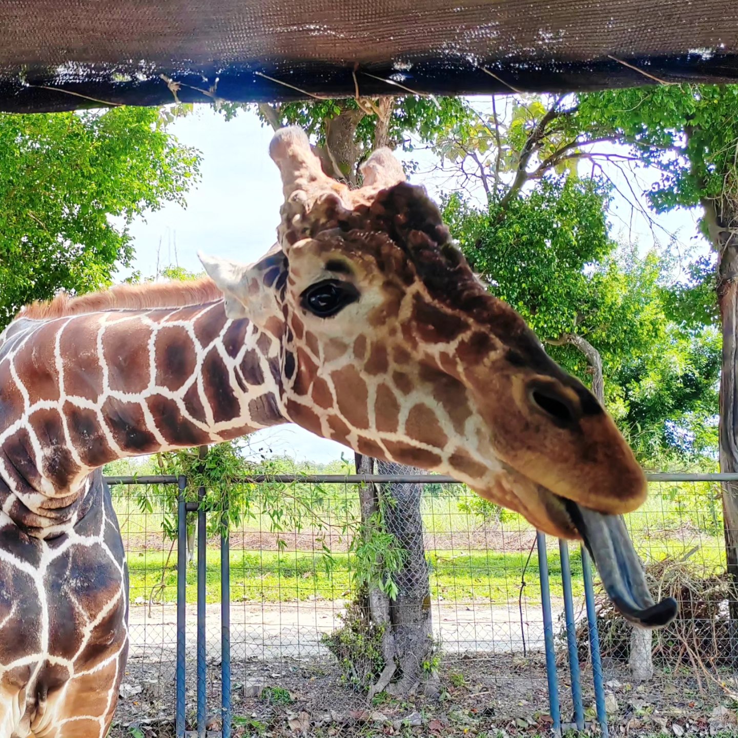 Ponderosa Adventure Park - foto 6